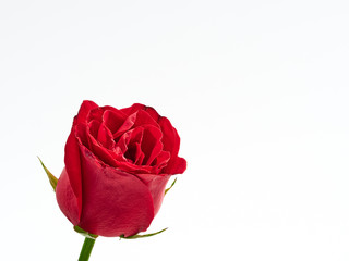 Single red rose on white background