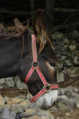 Burro leonés. Madre e hijo. Cantabria (España)