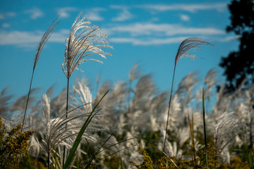 Japanese pampas grass