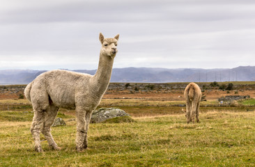 Alpacas, Vicugna pacos, in the beautiful landscape of Lista, Norway.