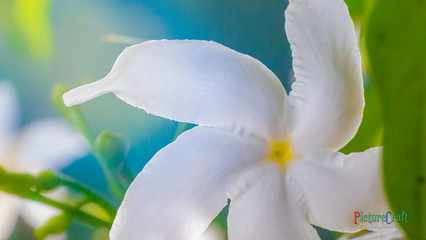 White Flower Macro