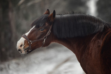 close portrait of funny beautiful old mare horse in halter with long mane in snowy forest in daytime