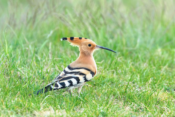Hoopoe, Common Hoopoe (Upupa epops) Eurasian Hoopoe