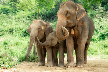 Thai elephant family © Sorasak