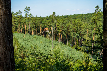 Las drzewa lato © Dariusz