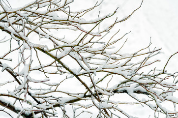 tree branch is covered with ice and snow in the park on a winter autumn day