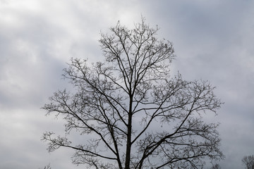 big gloomy autumn tree without leaves in the back light in front of rainy white cloud sky