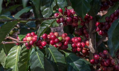 Coffee beans