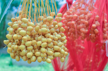 date palm fruit