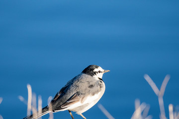青い水面を眺めるセキレイ