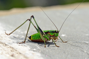 Eupholidoptera schmidti (Schmidt's Marbled Bush-cricket), Greece