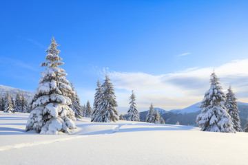 Majestic winter scenery. On the lawn covered with snow the spruce trees are standing poured with snowflakes in frosty day. Beautiful landscape of high mountains and forests. Wallpaper background.