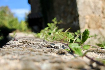 d&eacute;tail rosier sauvage