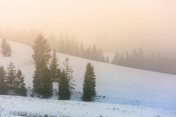 mountainous countryside in fog. glowing winter mist at sunrise. spruce trees on the snow covered meadow. mysterious scenery. bad weather concept