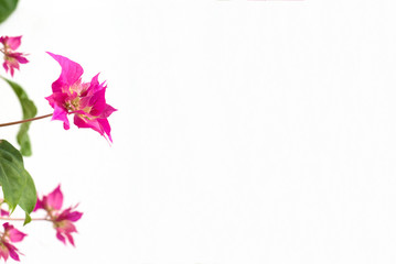 pink bougainvillea flowers on a white background. place for text. frame. copy space