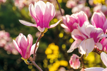 pink blossom of magnolia tree. big flowers on the twig on a sunny day. garden nature background....