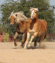 two horses with white manes galloping together forward, vertical photograph