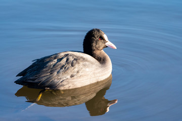 光を受ける赤い目のオオバン