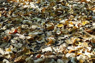 Dry leaves  have fallen on the ground floor and daylight in the winter, vintage background