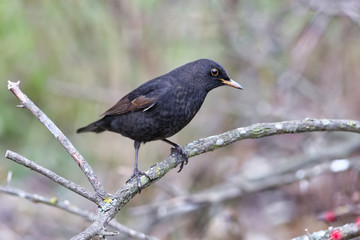 Close-up and detailed photos of a male blackbird sitting on branches and on an earthen drinking bowl for birds