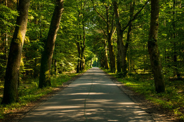 Droga przez las drzewa © Dariusz