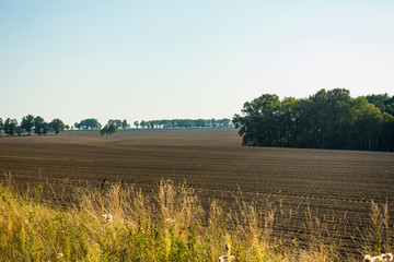 pole drzewa rolnictwo wieś