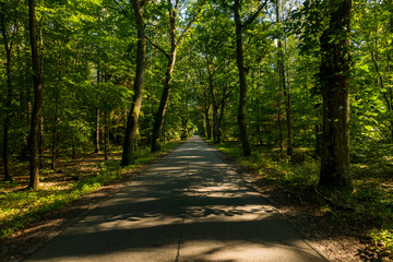 Droga przez las drzewa © Dariusz