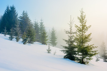 Fototapeta na wymiar winter fairy tale landscape in mountains. beautiful nature scenery with coniferous forest in fog and some spruce trees on the snow covered slope. wonderful Christmas mood on misty morning