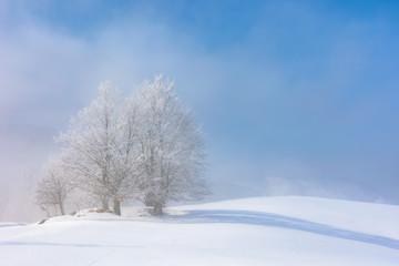 Fototapeta na wymiar bunch of trees in hoarfrost on snow covered hill. sunny morning landscape. foggy weather with blue sky. fairy tale winter atmosphere. beautiful nature scenery of white season in carpathian mountains