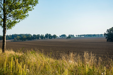 pole drzewa rolnictwo wieś