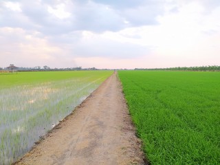 3 color rice fields