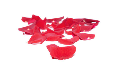 Rote Rosenblätter  auf weißem Hintergrund 