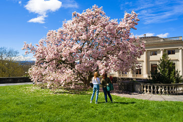 Naklejka premium Geneva, Switzerland: Magnolia is a plant species with deciduous or evergreen foliage. In geneva, in the Bastions Park