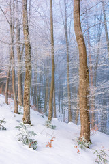 magical winter nature scenery in the morning. beautiful hazy weather in the primeval beech forest of carpathians. leafless trees in hoarfrost. sunny and misty weather.  fairy tale environment