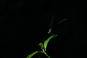 a dragonfly on a leaf in nature
