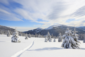 Majestic landscape in the cold winter morning. The wide trail. Christmas forest. Wallpaper background. Location place the Carpathian Mountains, Ukraine, Europe.