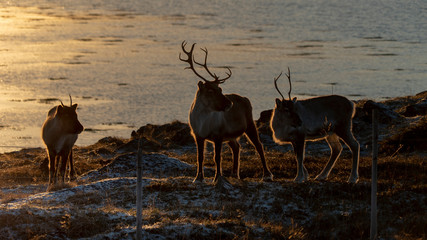 Rennes en troupeau au bord d'un fjord en Norvège au soleil couchant dans la neige