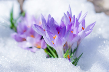 beautiful spring flowers crocuses spring break out from under the snow