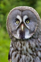 portrait of an eagle owl