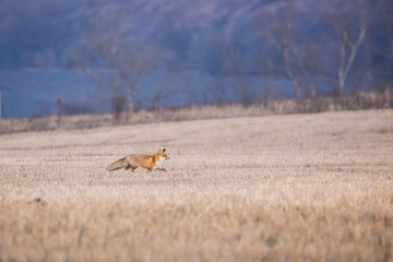 The running Fox
