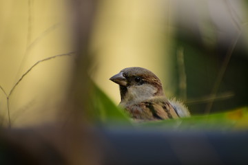 Naklejka premium sparrow on a branch