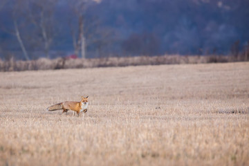 The Fox in Field