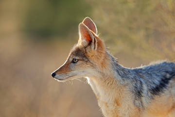 Fototapeta na wymiar Portrait of a black-backed jackal (Canis mesomelas) in early morning light, Kalahari desert, South Africa.