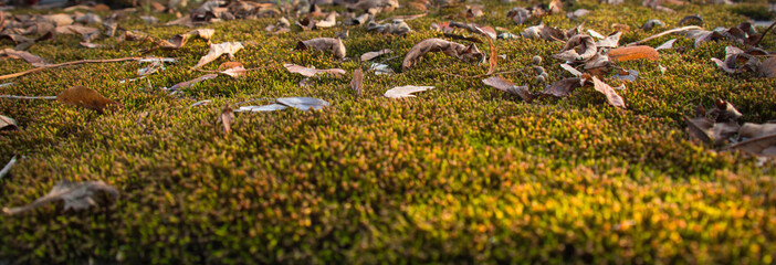 Obraz premium Monument and candles in the cemetery. All Saints Day in Poland. Moss on the tomb.