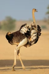 Fotobehang Female ostrich (Struthio camelus) displaying with open wings, Kalahari desert, South Africa. © EcoView