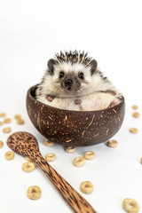 Hedgehog portrait