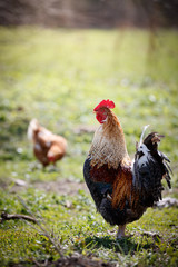 Bright colorful rooster guards his hens from strangers. Free roosters and chicken walks around the farm and eat food outdoors on a sunny day.