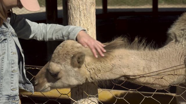 A young woman stroking a camel. One-humped camel in an African zoo in the open air. Animals Out of Will