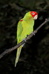 Red-masked conure (Psittacara erythrogenys) sitting on a branch, South America.