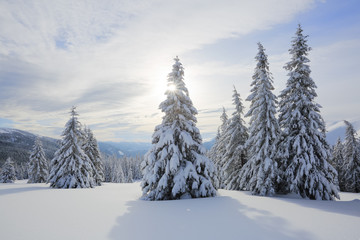 Landscape winter woodland in cold sunny day. Spruce trees covered with white snow. Wallpaper snowy background. Location place Carpathian, Ukraine, Europe.